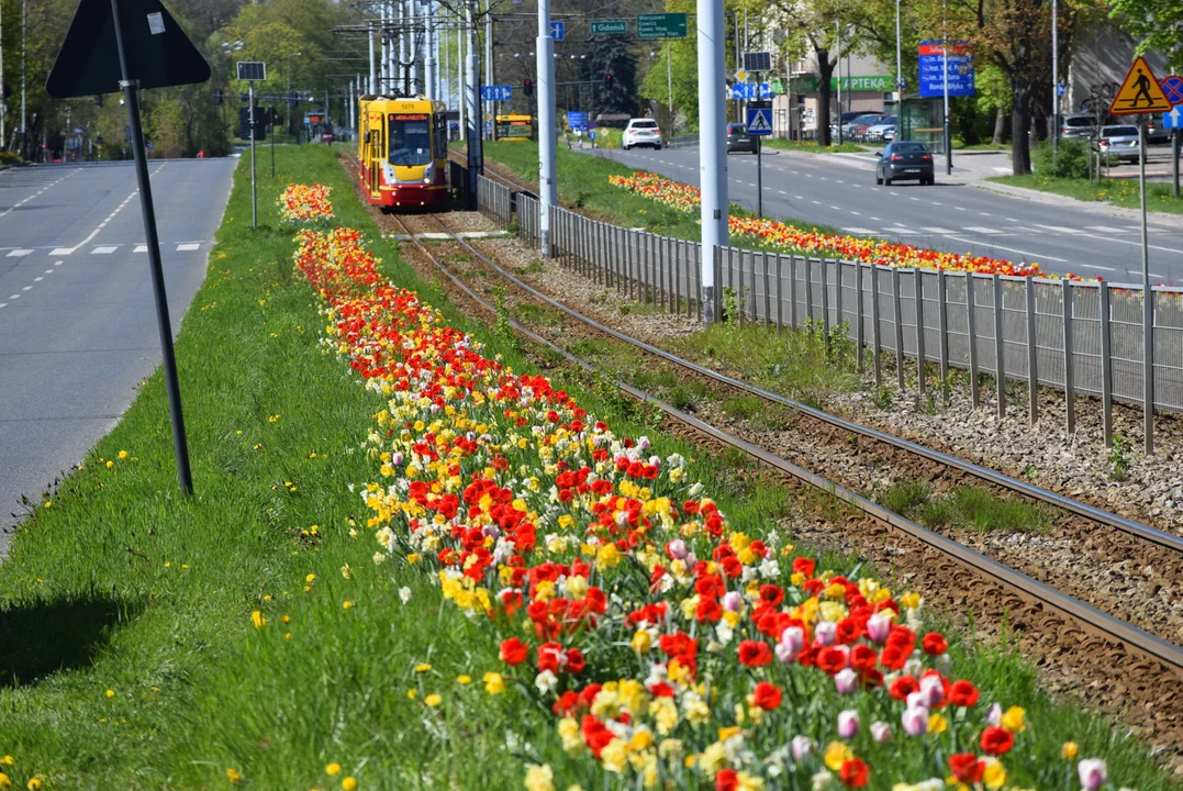 Tulipany na Bałutach