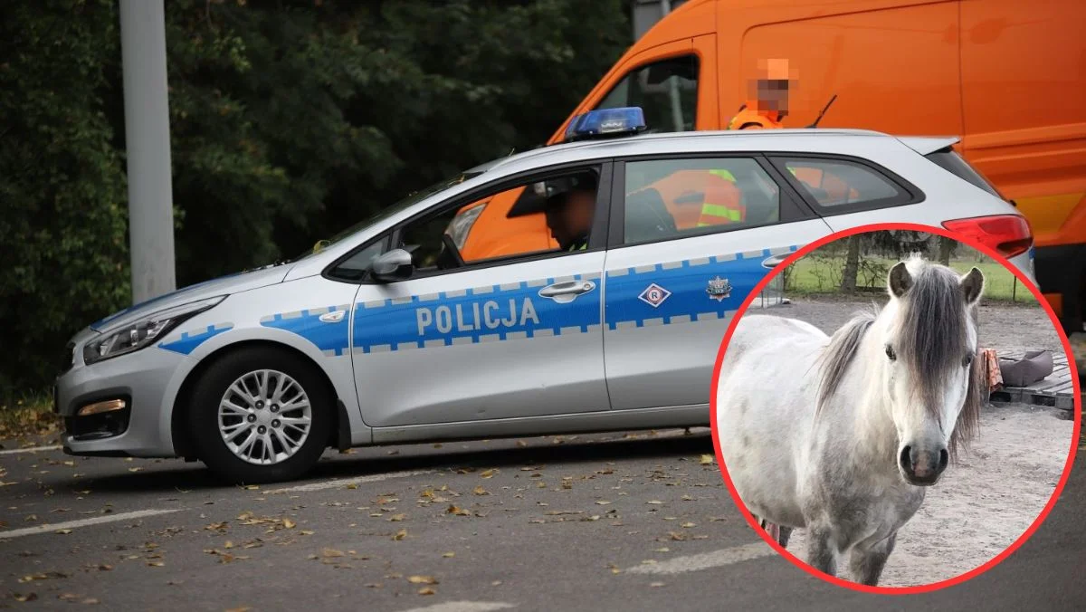 Przestraszone konie uciekły z zagrody. Zaalarmowana m.in. policja - Zdjęcie główne