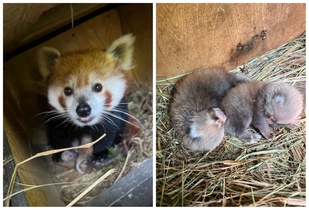Panda mała w płockim zoo