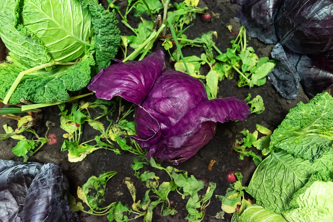 Łodzianie obejrzeli tematyczną, jesienną wystawę w Ogrodzie Botanicznym.