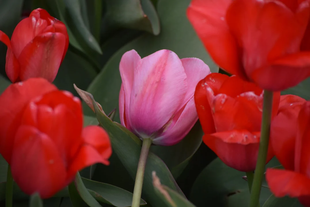 Tulipany w ogrodzie botanicznym