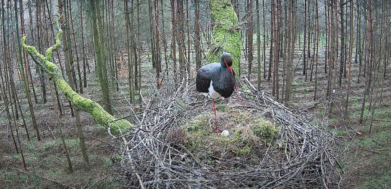 Transmisja z gniazda bocianów czarnych