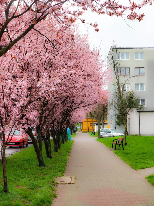 Stare zdjęcia Aleksandrowa Łódzkiego. Czy te miejsca w dalszym ciągu istnieją? [galeria]