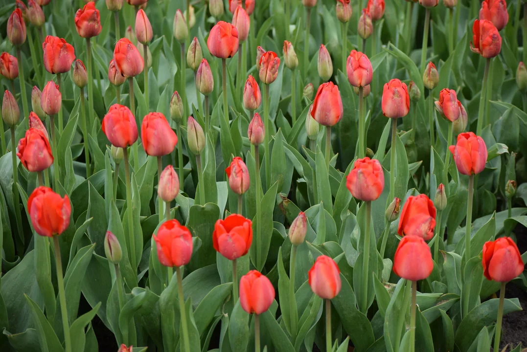 Tulipany w ogrodzie botanicznym