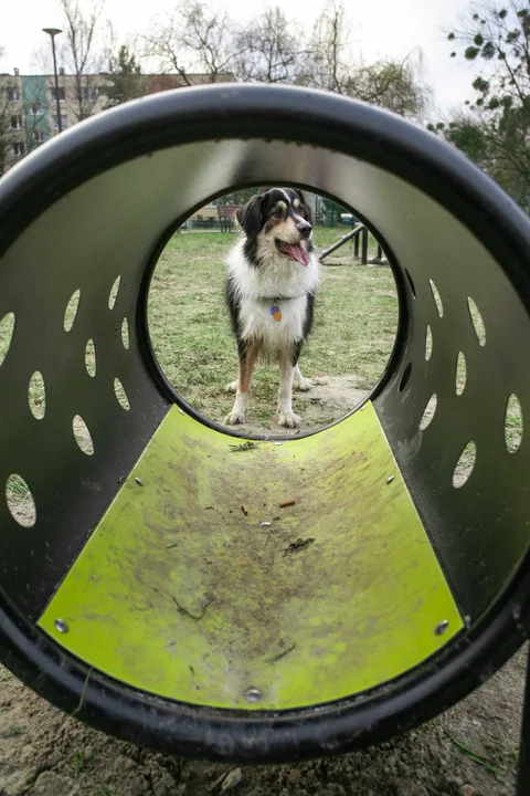 Psi Park na Bałutach