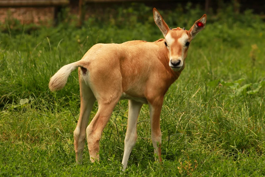 Nadzieja dla zagrożonego gatunku urodziła się w Płocku! ZOO ogłasza konkurs na jej imię - Zdjęcie główne
