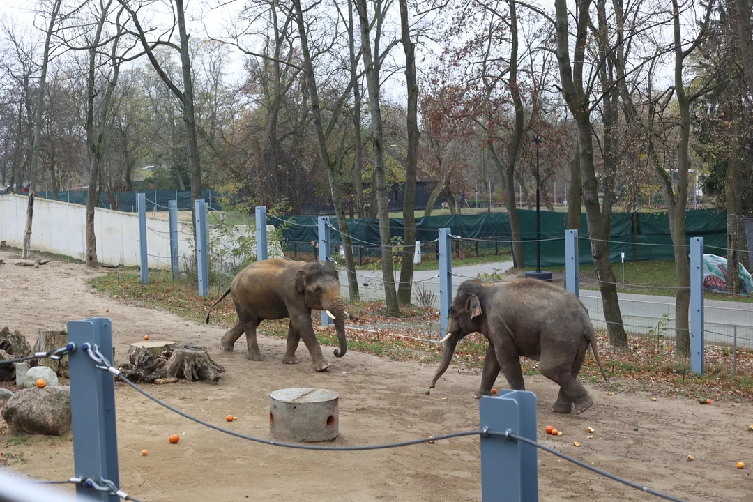 Słonie indyjskie na wybiegu w łódzkim zoo – 08.11.2024 r.