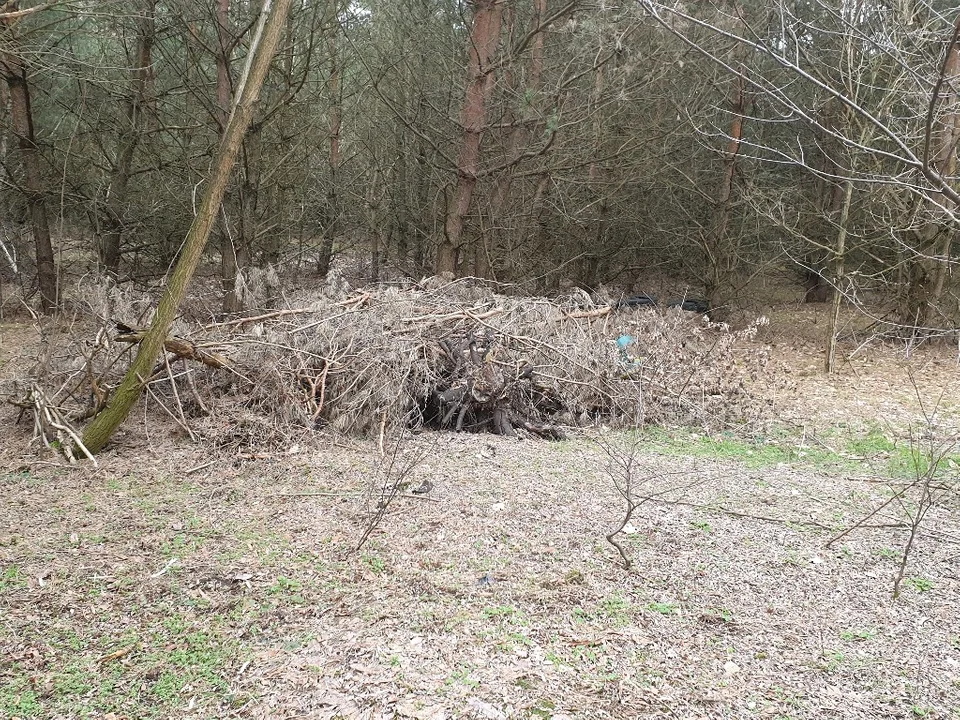 Mieszkańcy Sokolnik-Lasu są zbulwersowani. Wójt nie chce odbierać odpadów zielonych pomimo wyroku sądu