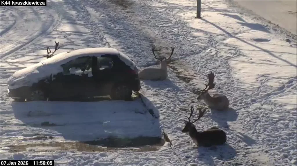 Zachwyt nad danielami minął. Teraz służby mówią wprost: „To zagrożenie”