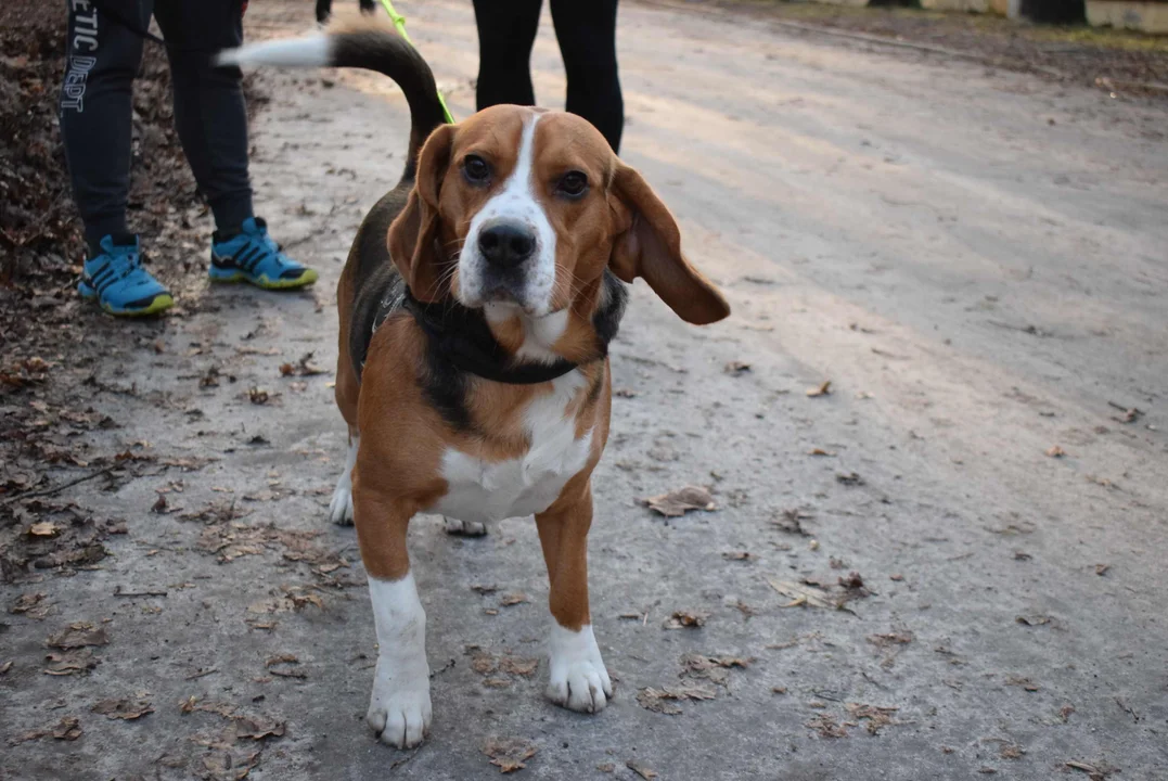 Parkrun w Lesie Łagiewnickim