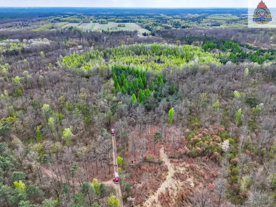 Las w regionie stanął w ogniu