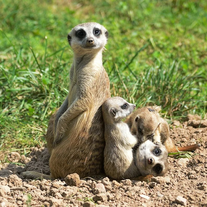 Wiosenne Baby boom w popularnym zoo w regionie! Maleństwa są już na wybiegu