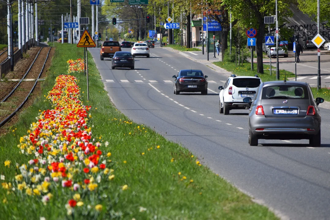 Tulipany na Bałutach