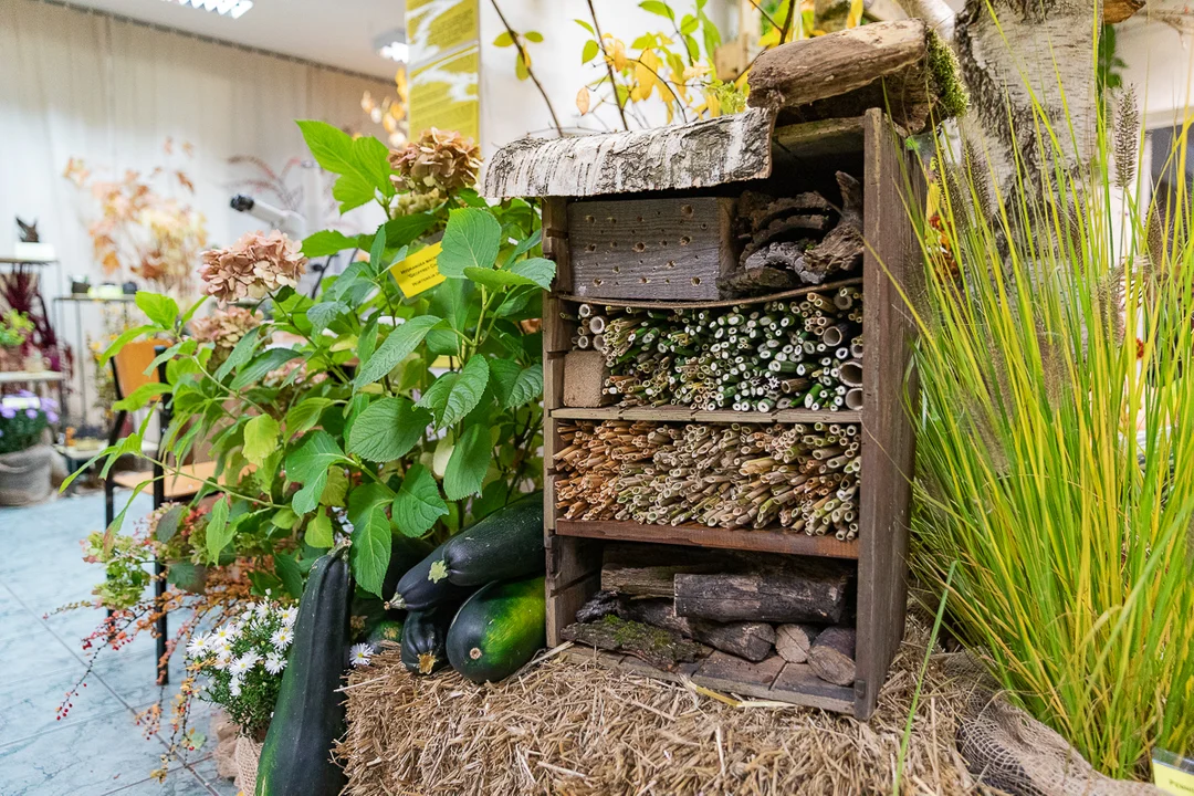 Łodzianie obejrzeli tematyczną, jesienną wystawę w Ogrodzie Botanicznym.