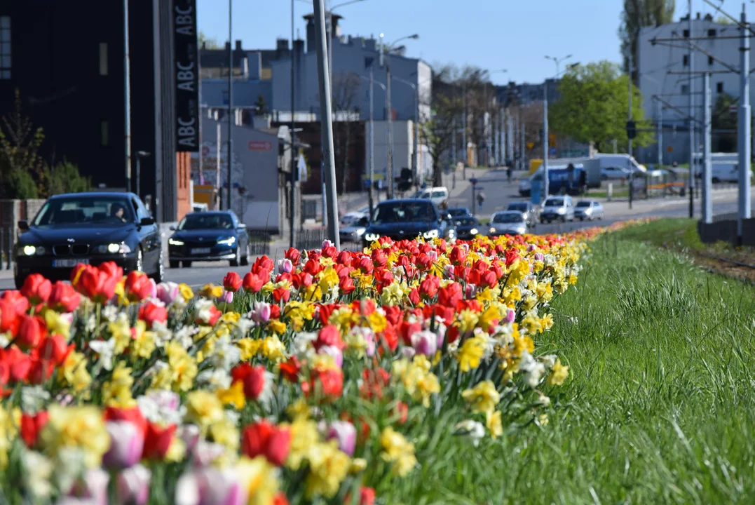 Tulipany na Bałutach