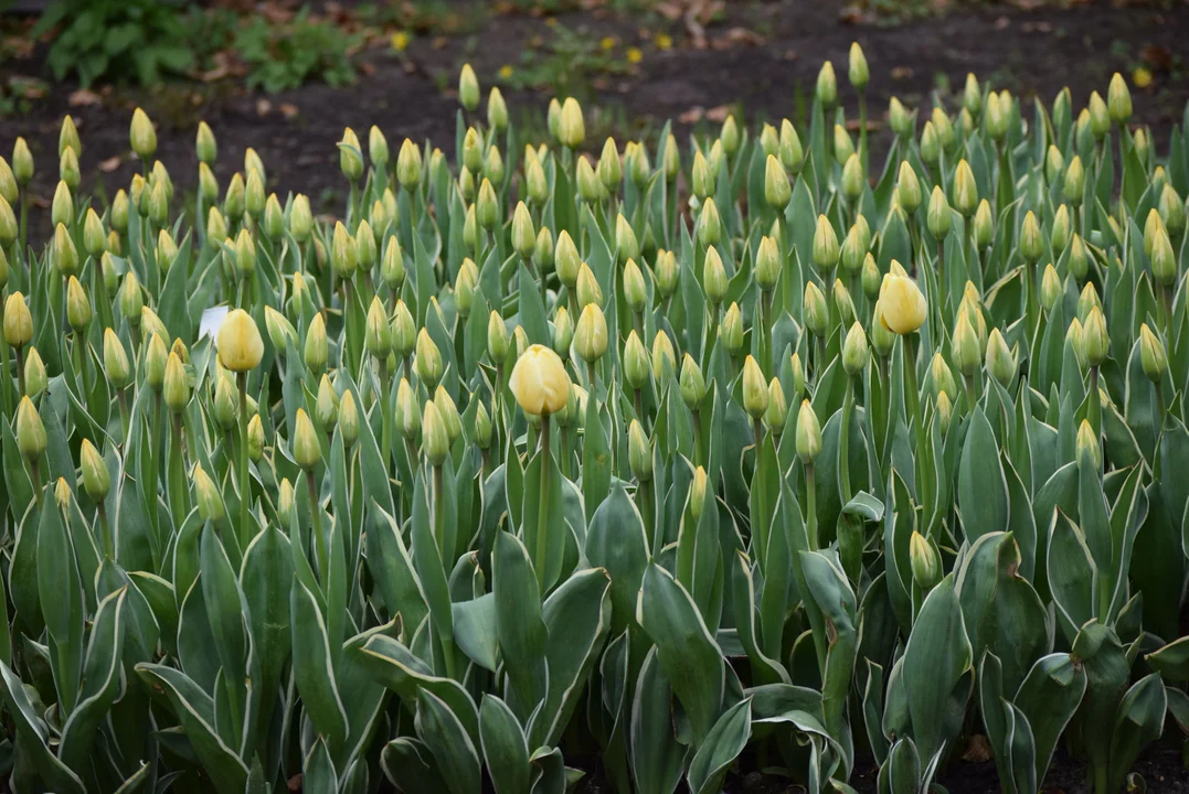 Tulipany w ogrodzie botanicznym