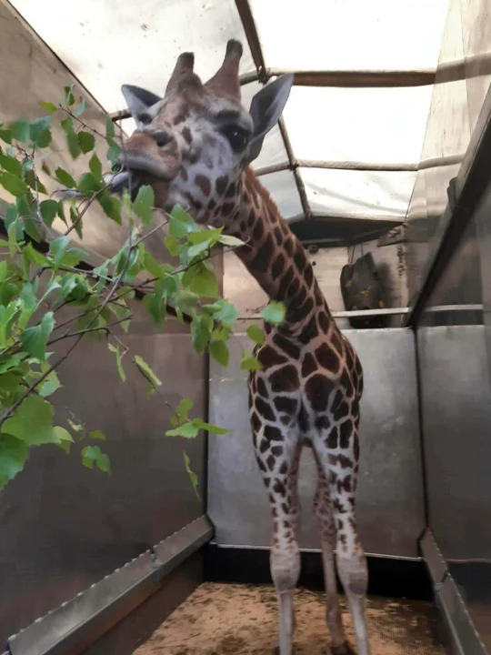 Żyrafa Domino wyjechała z Łodzi