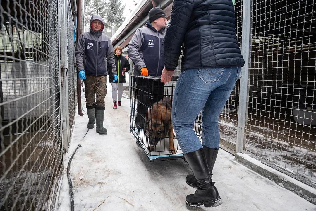Gdańsk ratuje psy z dramatycznej akcji. To nie koniec tej historii