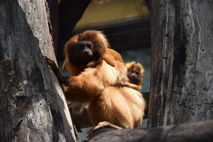 "Złote bliźniaki" w płockim ZOO. Zobacz, jak wyglądają nowonarodzone lwiatki [ZDJĘCIA] - Zdjęcie główne