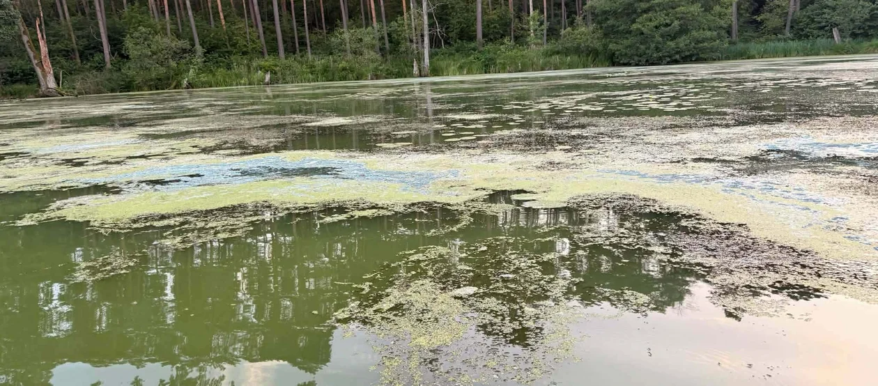 Stan jeziora Soczewka, sierpień 2026