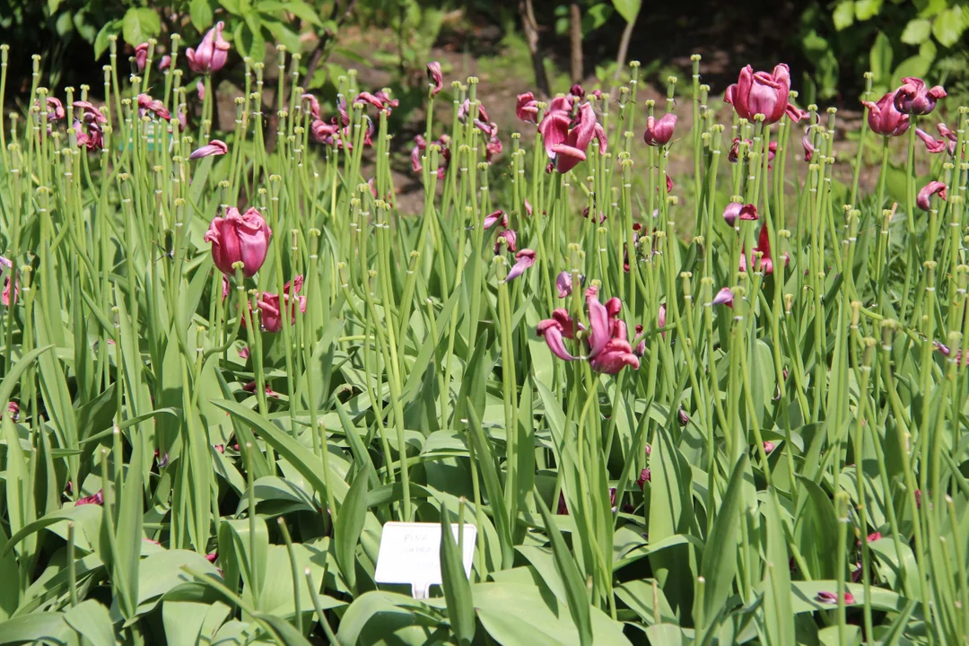 Ogród botaniczny w Łodzi w maju zachwyca