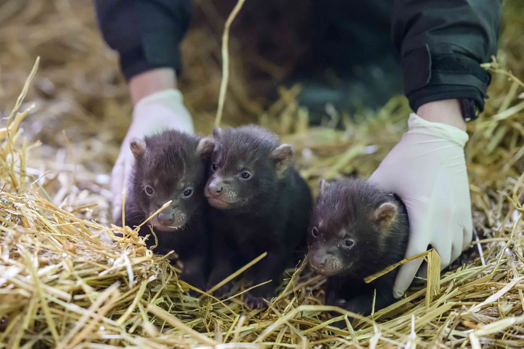 W Orientarium Zoo Łódź urodziły się trzy małe psy leśne. Maluchy dołączyły do starszej siostry Olindy [ZDJĘCIA] - Zdjęcie główne