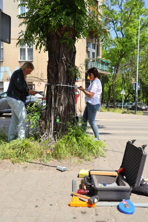 Drzewo runęło na środku drogi - Urząd Miasta Łodzi wydał specjalne zalecenia