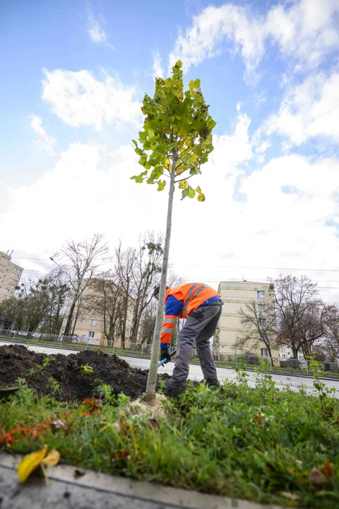 Nowe nasadzenia na Górnej