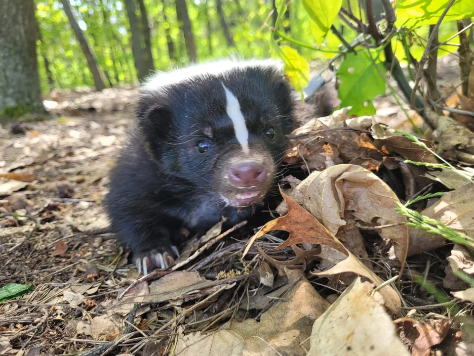 Skunksiczka Ivi mieszka na Retkini