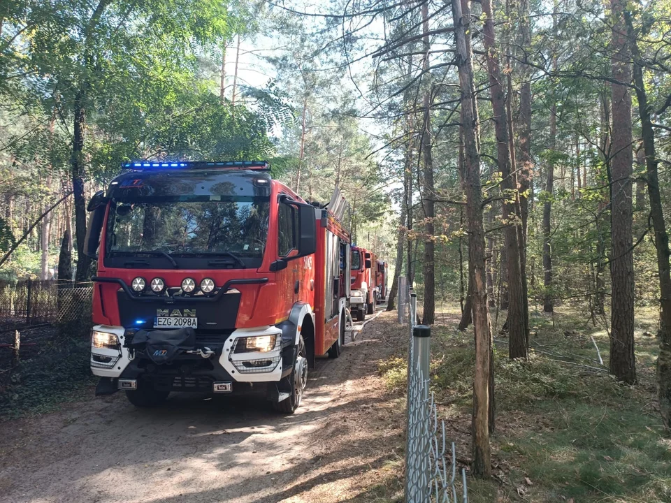 Pożar w lesie pod Zgierzem