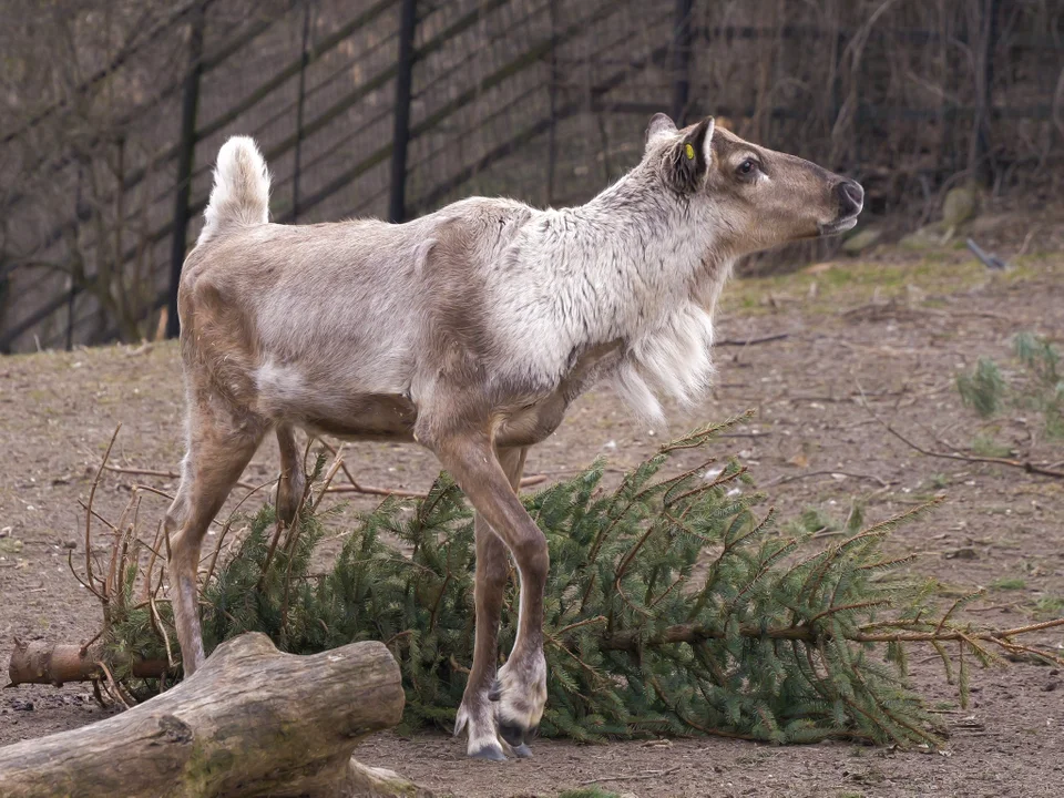 Płockie zoo ma nowego lokatora. Przyjechał z dalekiej Północy