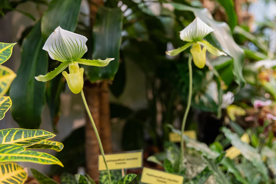 Tajemniczy świat storczyków w Ogrodzie Botanicznym w Łodzi