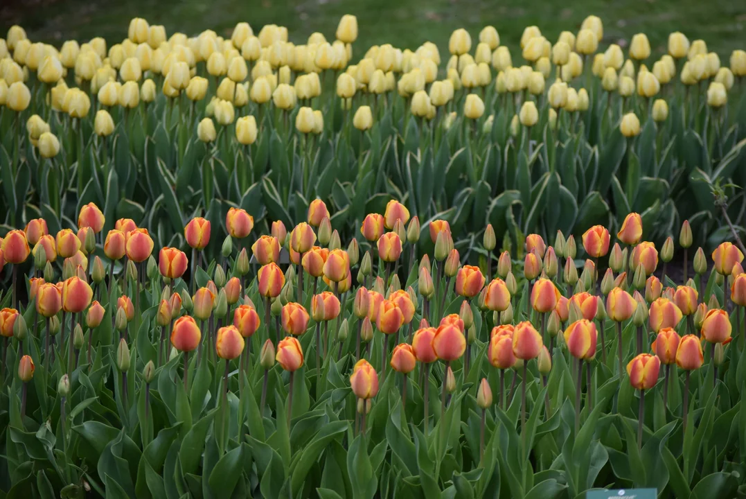 Tulipany w ogrodzie botanicznym