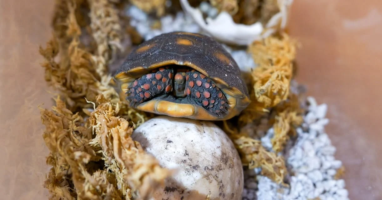Wielkanocne narodziny w płockim ZOO
