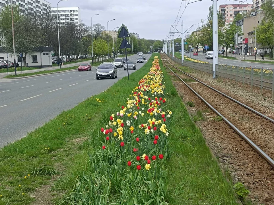 Tulipany na Balutach i w botaniku