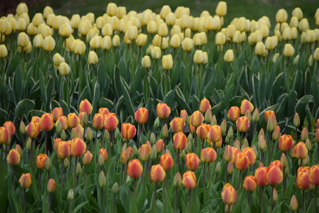 Tulipany w ogrodzie botanicznym