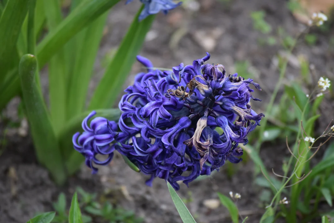 Tulipany w ogrodzie botanicznym