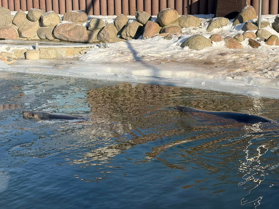 Fokarium w Helu już po remoncie - Zdjęcie główne