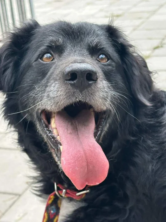 Psy z Gminy Tarnowo Podgórne w Schronisku "Azorek" w Obornikach