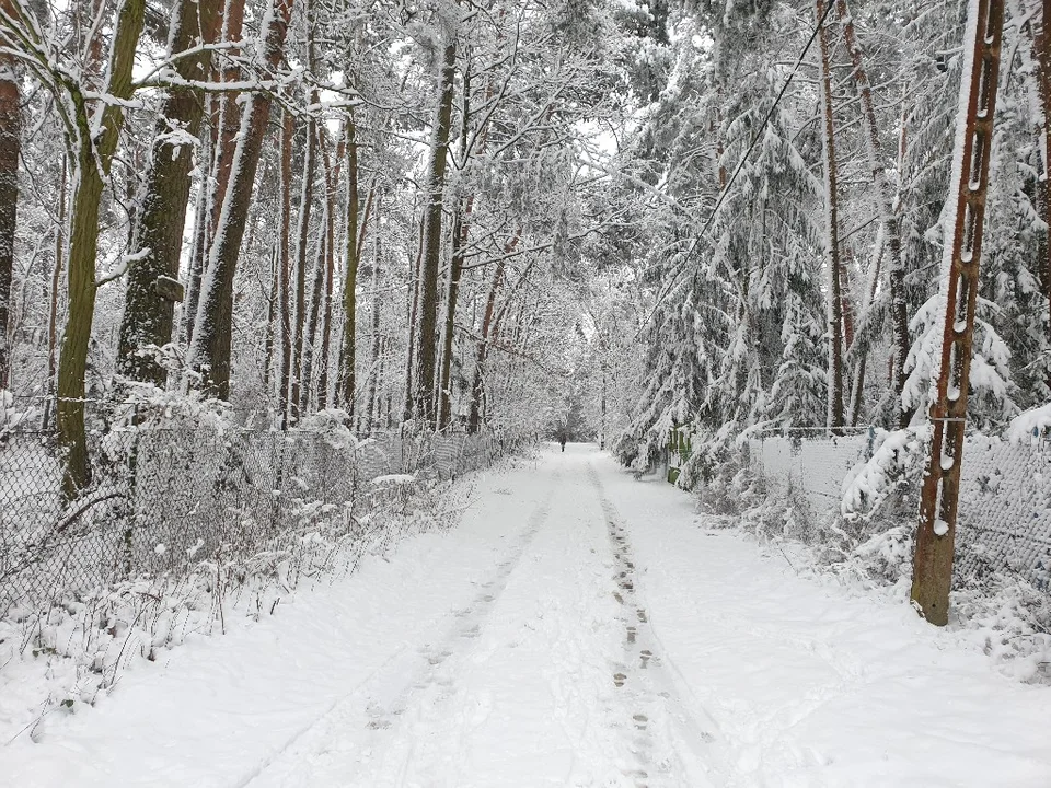 Śnieżna galeria ze Zgierza i Sokolnik-Lasu