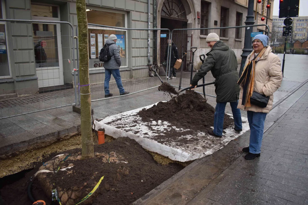 Nasadzenia i słupki na Piotrkowskiej