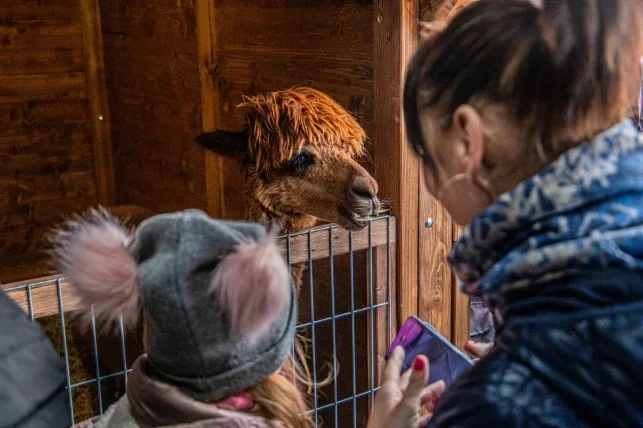 Jarmark świąteczny oraz bożonarodzeniowa szopka w 2019 roku