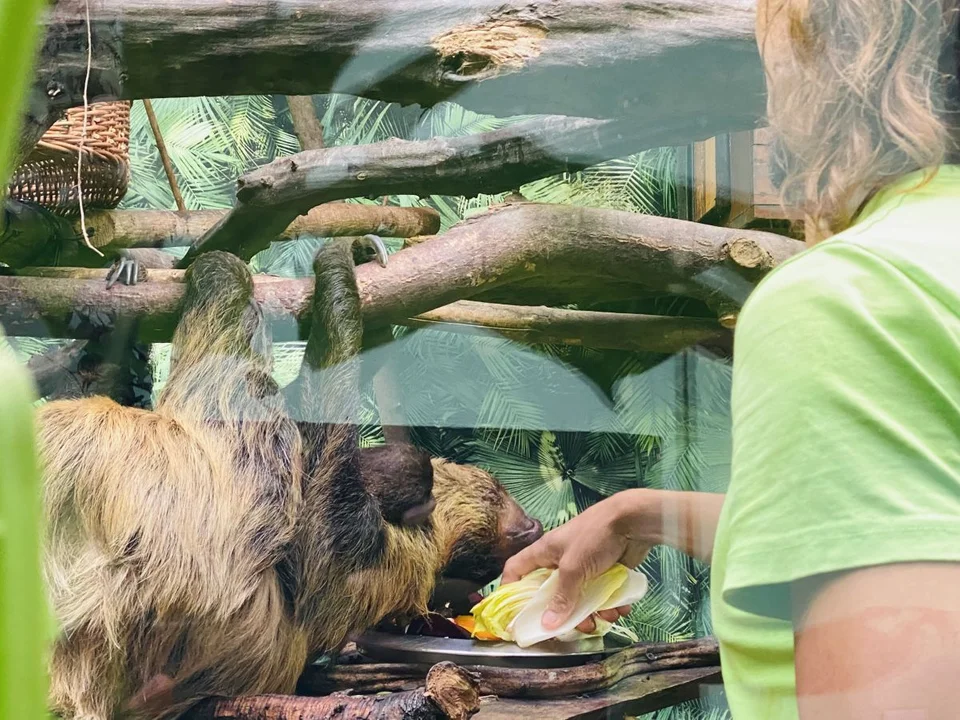 Wśród nowo urodzonych mieszkańców Orientarium są przedstawiciele gatunków zagrożonych