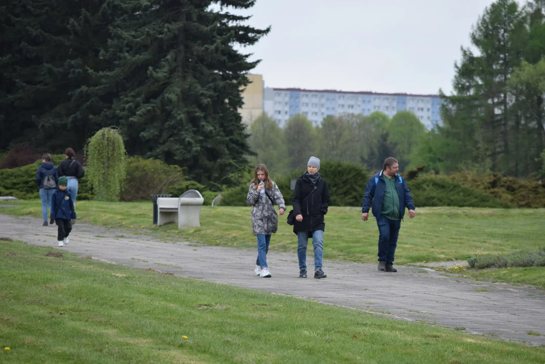 Tulipany w ogrodzie botanicznym