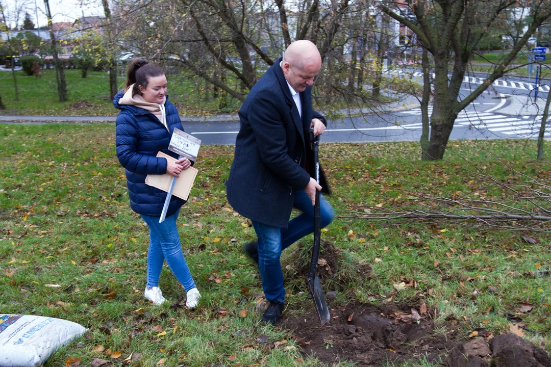 Drzewa Młodych Płocczan