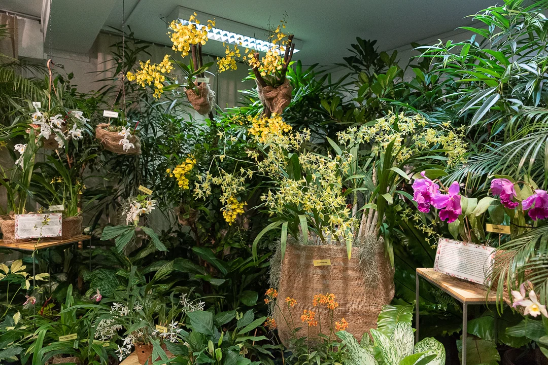 Tajemniczy świat storczyków w Ogrodzie Botanicznym w Łodzi