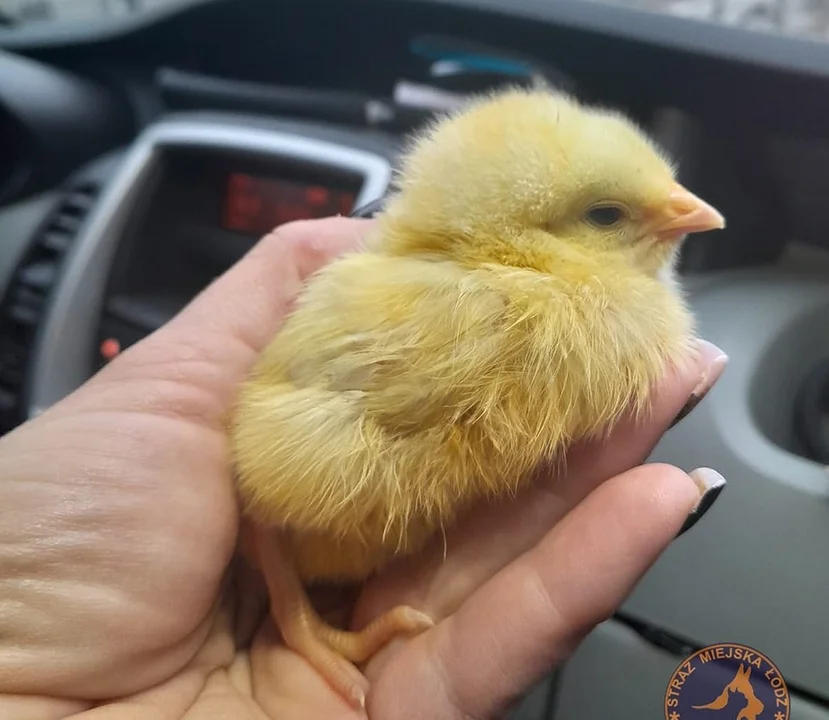 Ktoś na śmietnik wyrzucił małego, żółtego kurczaka! Takiej interwencji Animal Patrol Straży Miejskiej nie miał od dawna... - Zdjęcie główne