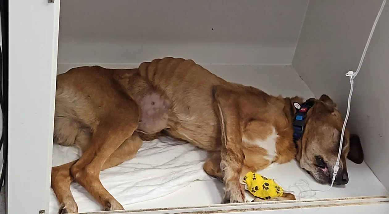 Wycieńczony, z podejrzeniem nowotworu i oczekujący pilnej amputacji. Wolontariusze błagają o pomoc