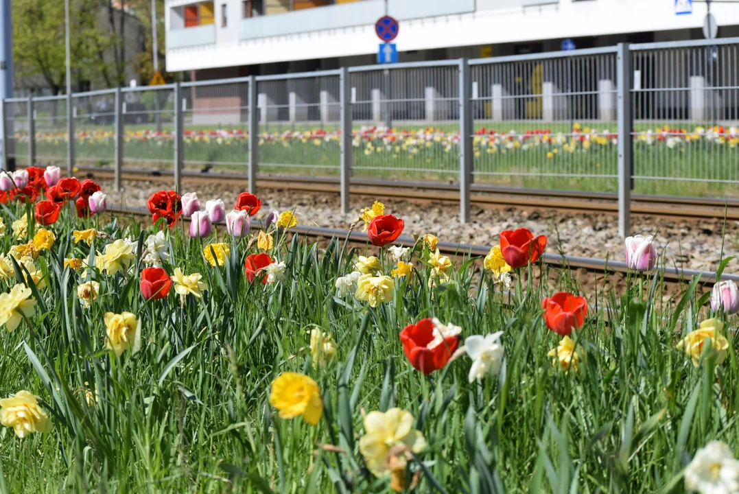 Tulipany na Bałutach