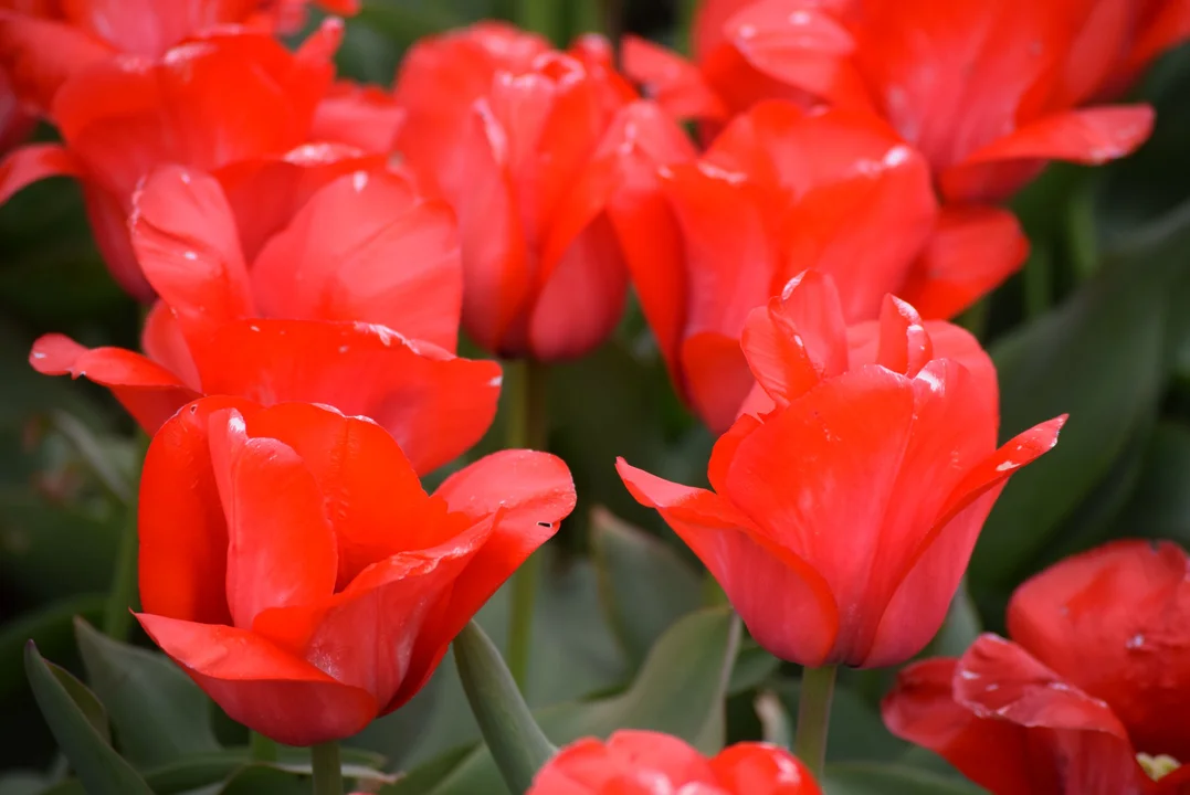 Tulipany w ogrodzie botanicznym